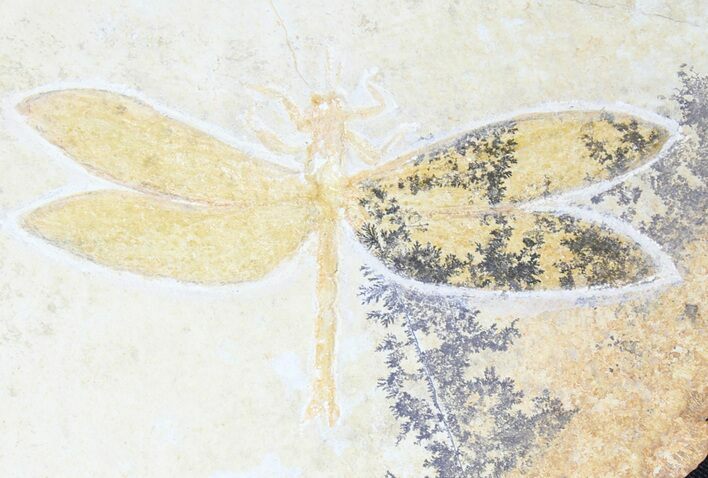 Fossil Dragonfly (Tharsophlebia) - Solnhofen Limestone #38928